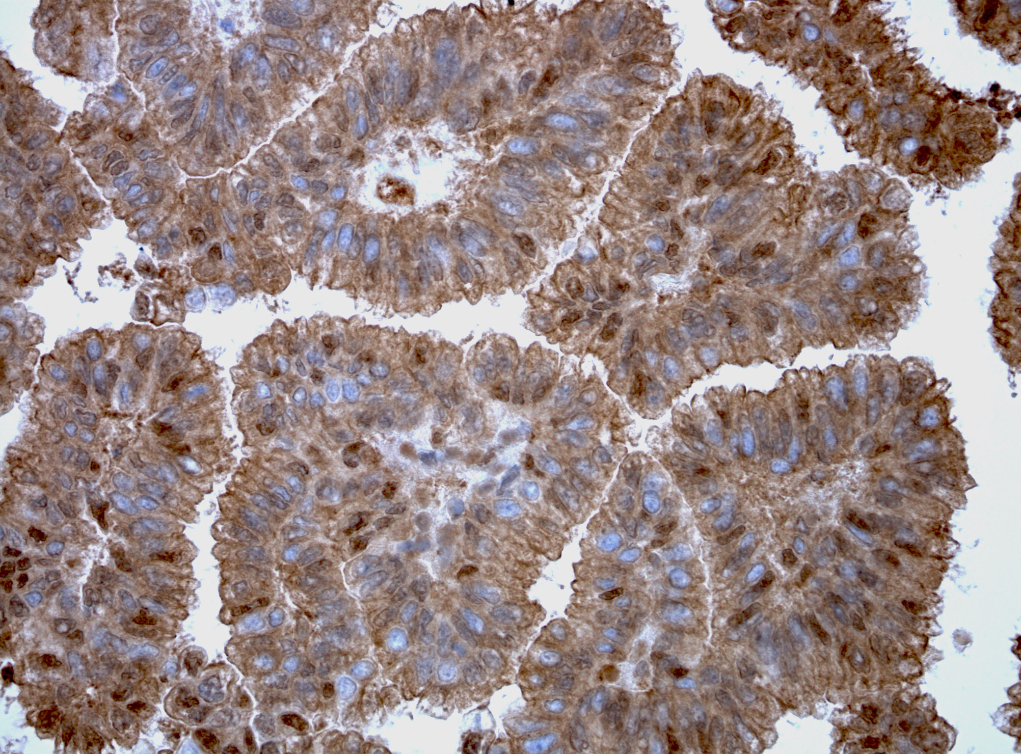 SOX17 Mouse Monoclonal Antibody(ARA897)