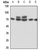 IL-17RC Rabbit Polyclonal Antibody