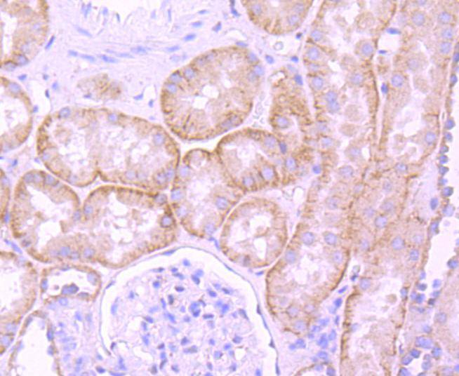 Laminin Rabbit Monoclonal Antibody(ARA909)