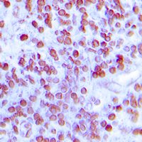 MNDA Rabbit Polyclonal Antibody