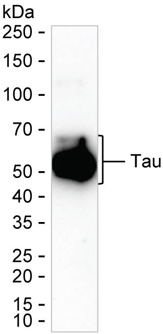 Tau (S305) Mouse Monoclonal Antibody(ARA983)