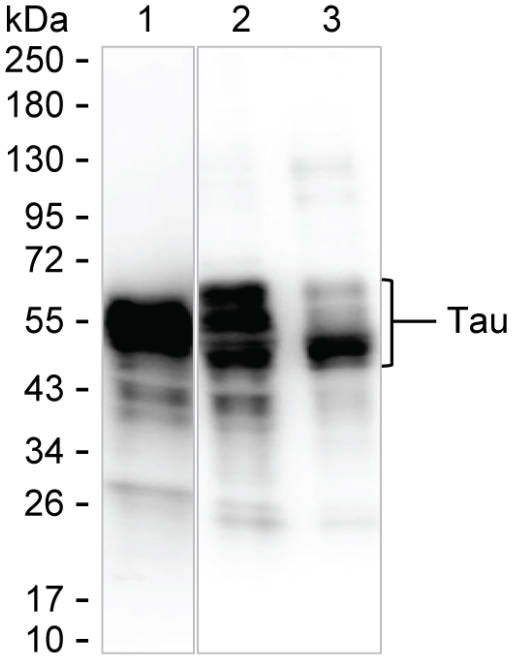 Tau (S305) Mouse Monoclonal Antibody(ARA971)