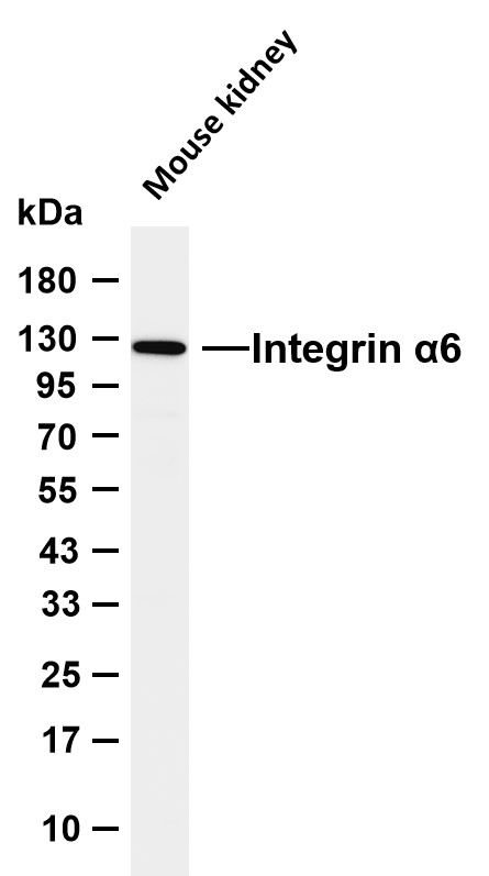 Integrin α6 (14V4)  Rabbit Monoclonal Antibody(ARA984)