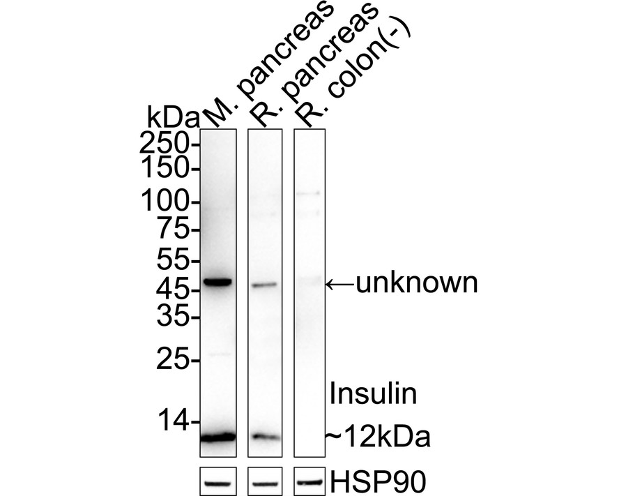 Insulin Rabbit Monoclonal Antibody(ARA985)