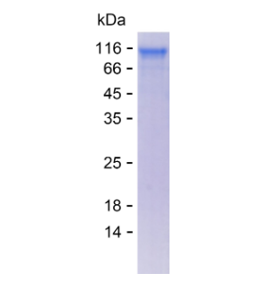 Recombinant Human Beta Amyloid Protein