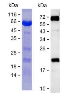 Recombinant Human Tau Protein