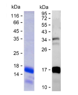 Recombinant Human Tau Protein