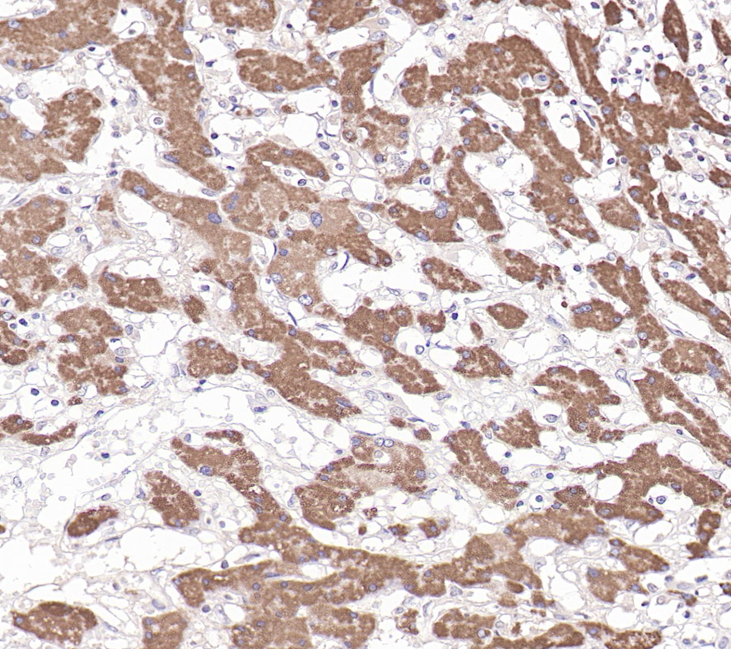 Hepatocyte Mouse Monoclonal Antibody(ARB578)