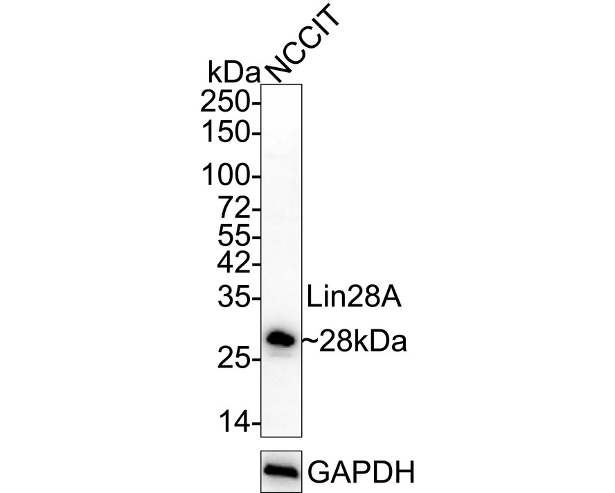 Lin28A Rabbit Monoclonal Antibody(ARA838)