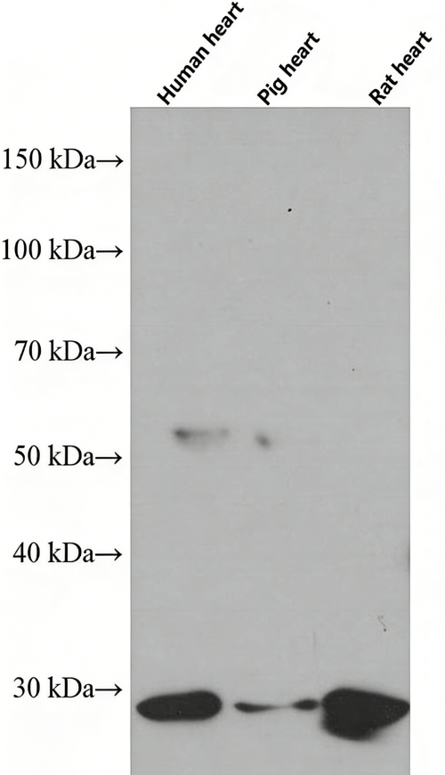Prohibitin Mouse Monoclonal Antibody(ARA728)