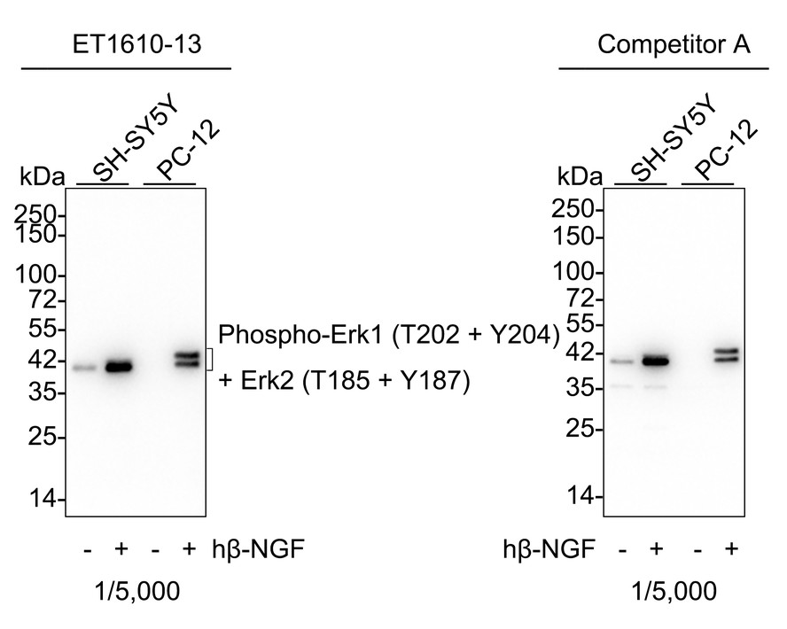 Phospho-Erk1 (T202 + Y204) + Erk2 (T185 + Y187) Rabbit Monoclonal Antibody(ARA723)