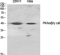 PKA alpha/beta/gamma cat Rabbit Polyclonal Antibody