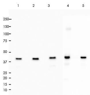 ERK1 Rabbit Monoclonal Antibody(ARA780)