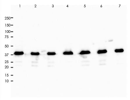 ERK2 Rabbit Monoclonal Antibody(ARA773)