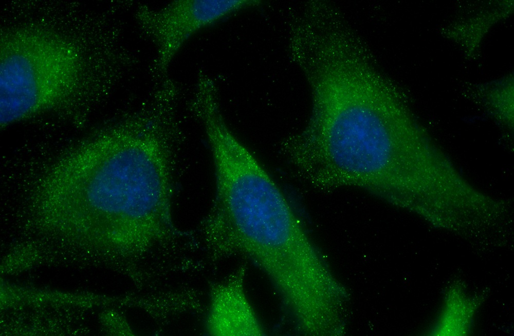 cGAS Mouse Monoclonal Antibody(ARA719)