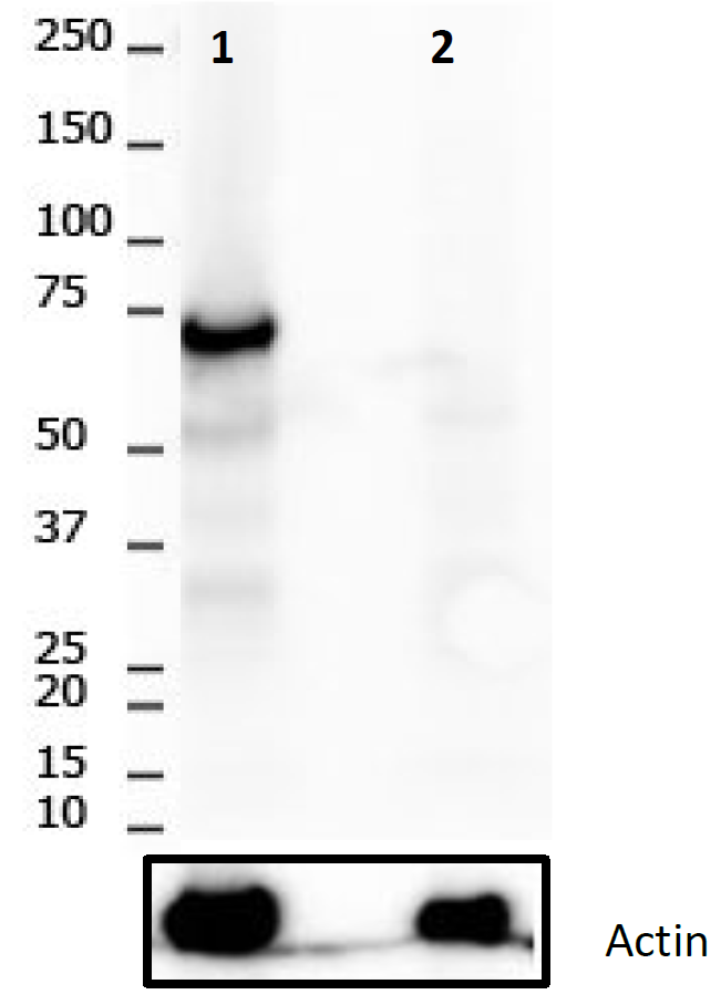 RIPK1 Rabbit Monoclonal Antibody(YJY-5-8)