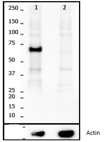 RIPK1 Rabbit Monoclonal Antibody(YJY-4-3)