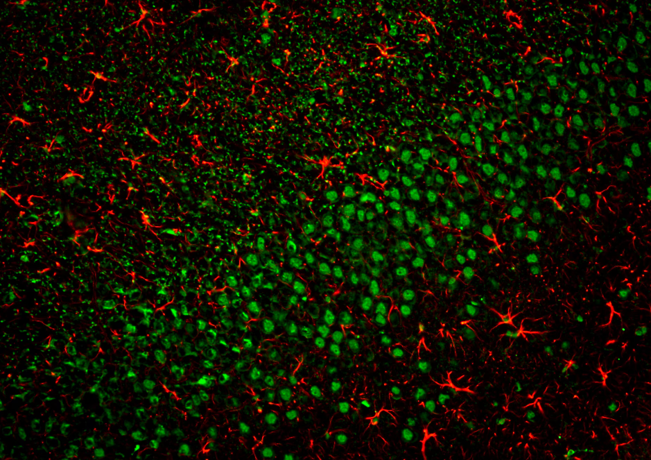 AREX&reg;&nbsp;Fluor 594 Rabbit IgG(H+L) Multiclonal Goat Monoclonal antibody