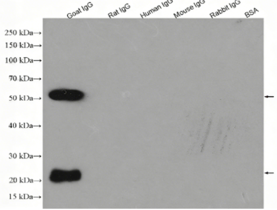 HRP-conjugated Goat IgG(H+L) Rabbit Polyclonal antibody