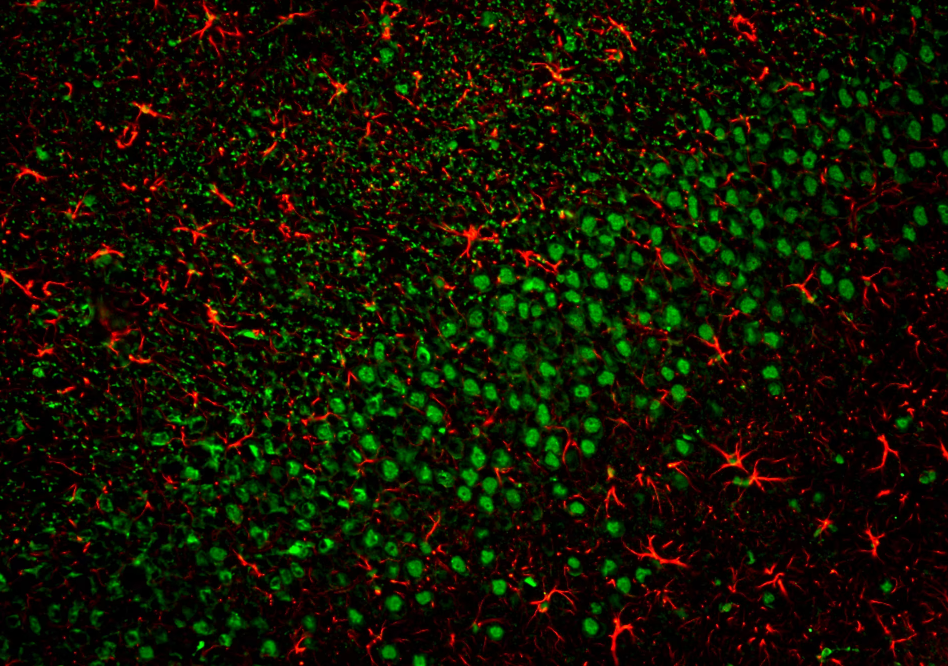 AREX&reg;&nbsp;Fluor 488 Mouse IgG(H+L) Multiclonal Goat Monoclonal antibody