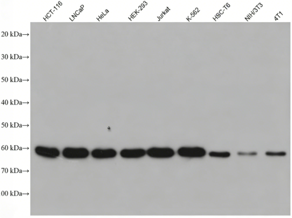 HRP-conjugated Mouse IgG(H+L) Multiclonal Goat Monoclonal antibody