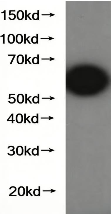 GFP tag Mouse Monoclonal antibody(ARA705)