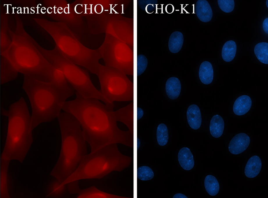 GFP tag Rabbit Monoclonal antibody(ARA704)