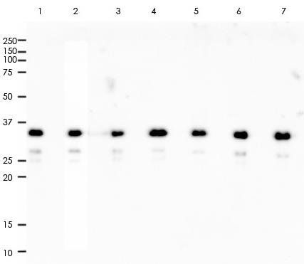 GAPDH Rabbit Monoclonal Antibody(ARA795)