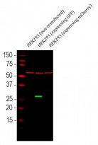 anti-GFP antibody