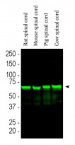 anti-Neurofilament NF-L (C-ter) antibody [6H112]
