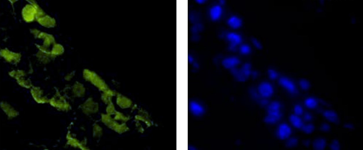 anti-CD117 / c-Kit antibody [2B8]