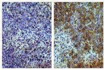 anti-CD8a antibody [CT-8]