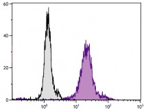 anti-CD13 antibody [22A5] (FITC)