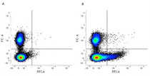 anti-CD169 / Siglec 1 antibody [3D6.112] (FITC)