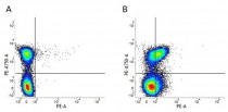 anti-CD150 / SLAM antibody [9D1] (PE)