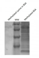 anti-Methylated Lysine antibody