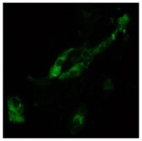 Goat anti-Mouse IgA + IgG + IgM antibody (FITC), pre-adsorbed