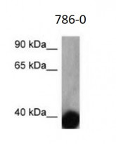 anti-OPRL1 / Nociceptin Receptor antibody