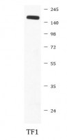 anti-CD11b antibody