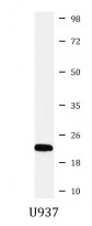 anti-PSMB8 / LMP7 antibody