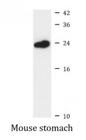 anti-LY86 / MD1 antibody