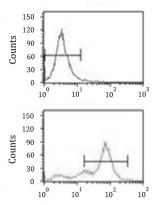 anti-RFC2 antibody
