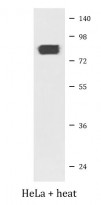 anti-HSF1 phospho (Ser326) antibody