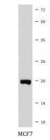 anti-CPI-17 antibody