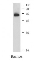 anti-BIRC3 / cIAP2 antibody