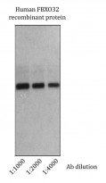 anti-FBXO32 antibody [M314]