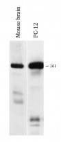 anti-CLASP1 antibody [KT66]