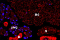 anti-Prol1 / Muc10 antibody