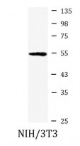 anti-SNX4 antibody