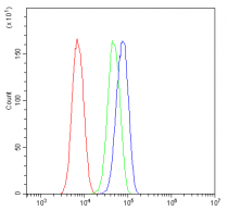 anti-MR1 antibody